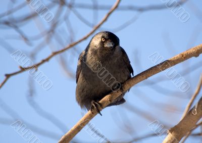 Curious jackdaw