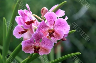 Vanda, Orchid