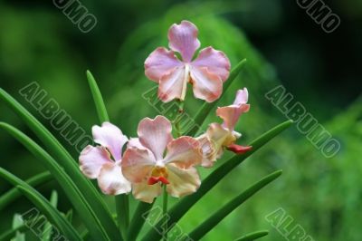 Vanda, Orchid