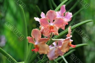 Vanda, Orchid