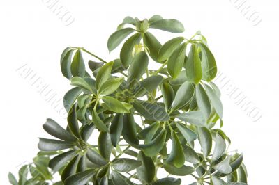 window plant closeup