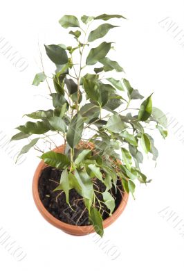 window plants on white closeup