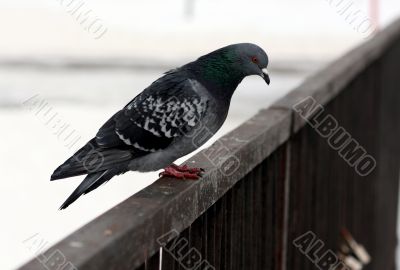 A sitting pigeon