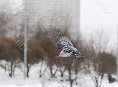 A pigeon flighting via the park