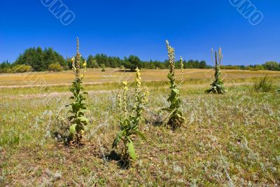 Four mullein