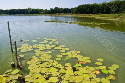 Lake surface