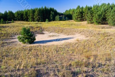 Protective forest plantations