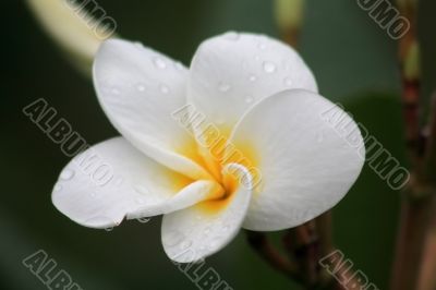 Frangipani (Plumeria)