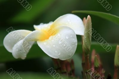 Frangipani (Plumeria)