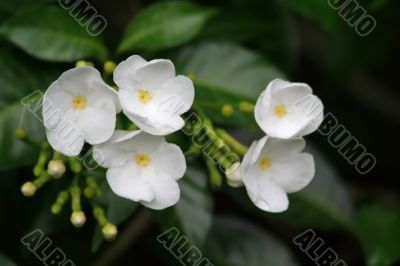 Frangipani (Plumeria)