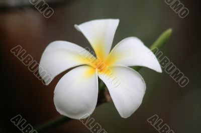 Frangipani (Plumeria)