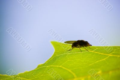 Fly on leave