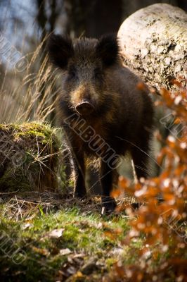 Wild boar