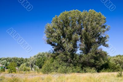 Large poplar