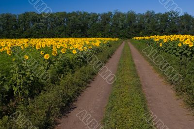 Dirt road