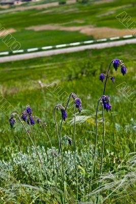 Flowers sage