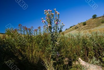 Meadow vegetation