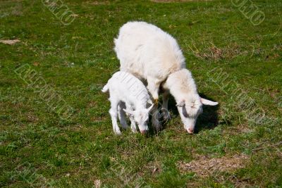 Goat and kid