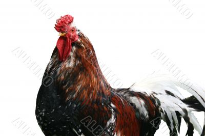 Cock isolated