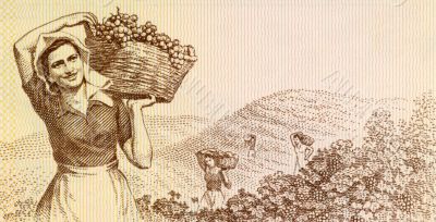 Woman harvesting grapes
