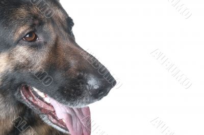 police dog macro on white