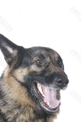police dog on white