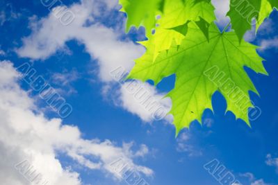 green leaves, shallow focus