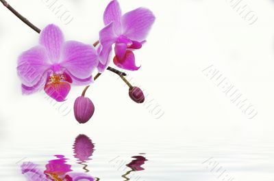 rose orchids