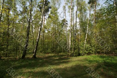 Moscow. In the spring forest