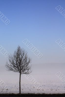 snow field in fog