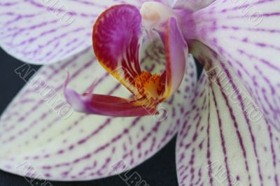Orchid flower