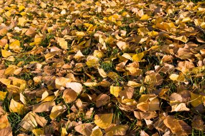 Autumn leaves