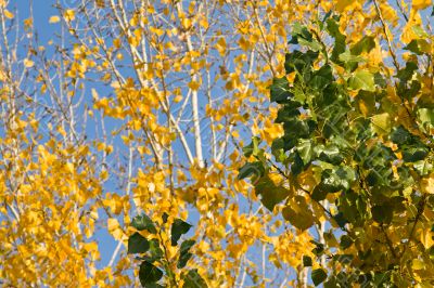 Autumn leaves