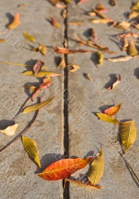 Fallen leaves Fallen leaves