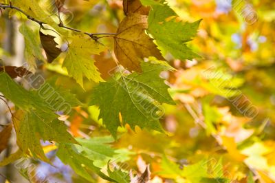 Autumn leaves Autumn leaves