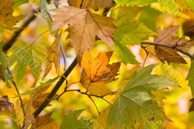Autumn leaves Autumn leaves