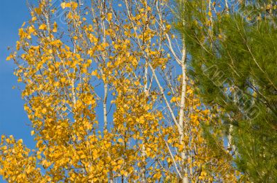 Autumn leaves