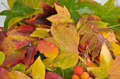 Fall leaves Fall leaves