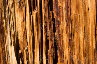Decaying tree