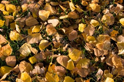 Autumn leaves