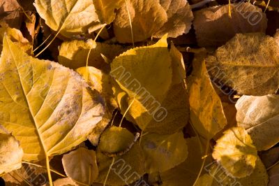 Autumn leaves