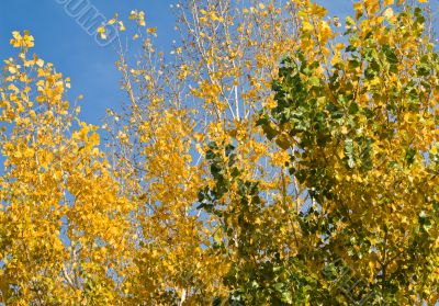 Autumn leaves Autumn leaves