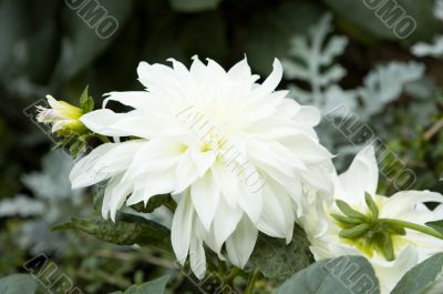 Blooming dahlia flower