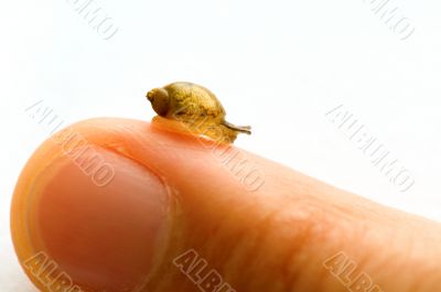 Small snail