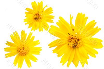 Yellow marguerite