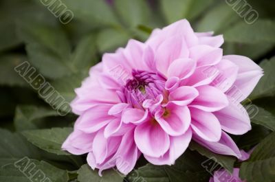 Pink dahlia flower