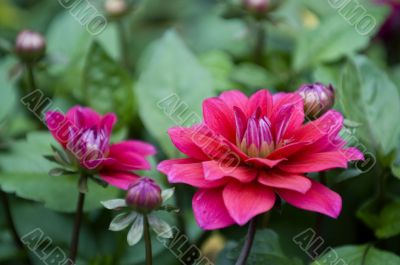 Blooming dahlia flowers