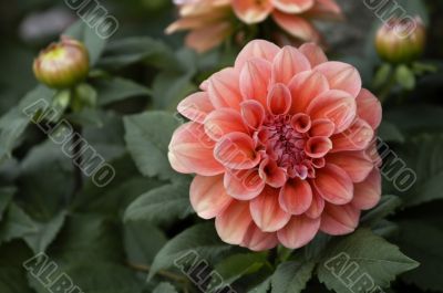 Pink and red dahlia flowers