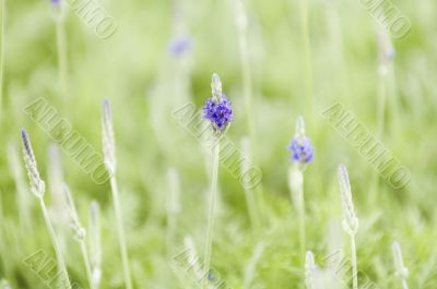 Lavender Lavender