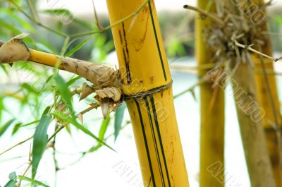 Bamboo Bamboo